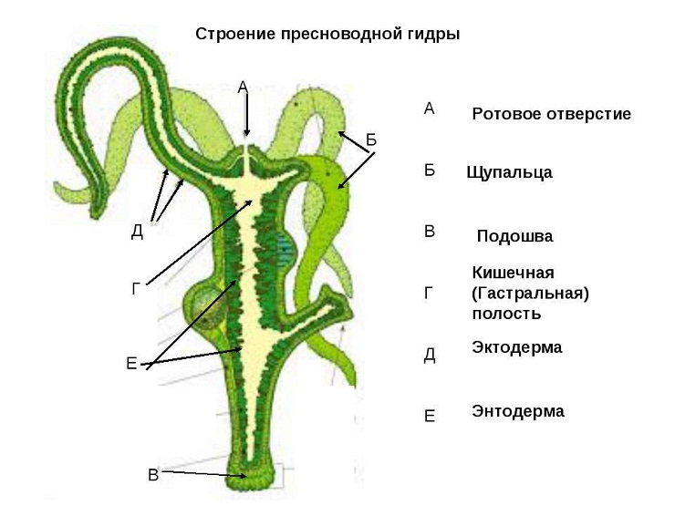 Kraken зеркало официальный